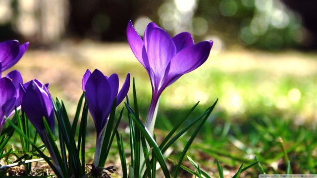 crocuses-wallpaper-hd-1.jpg