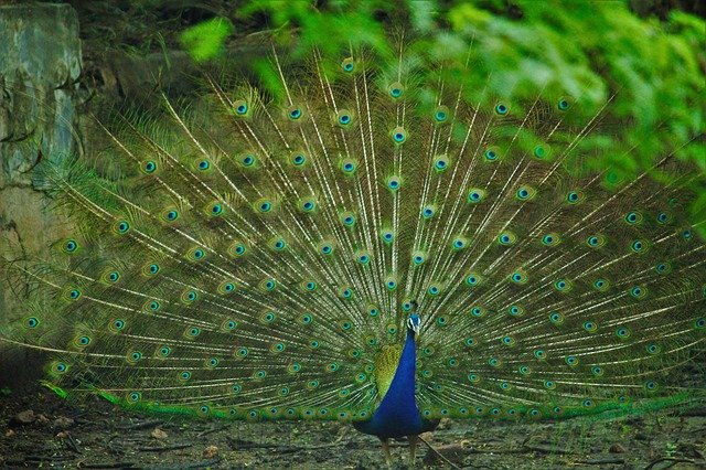 peacock-2538889_640.jpg