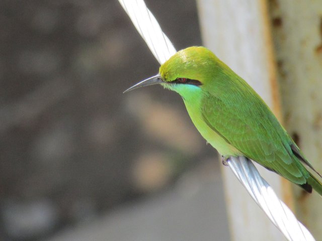 LONG BEAK PARROT.JPG