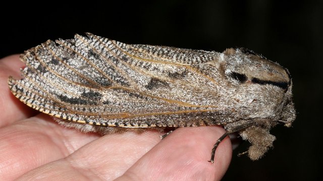 Endoxyla lituratus Wattle Goat Moth MV FW 65mm BY Tas n1 2017-11-20.jpg