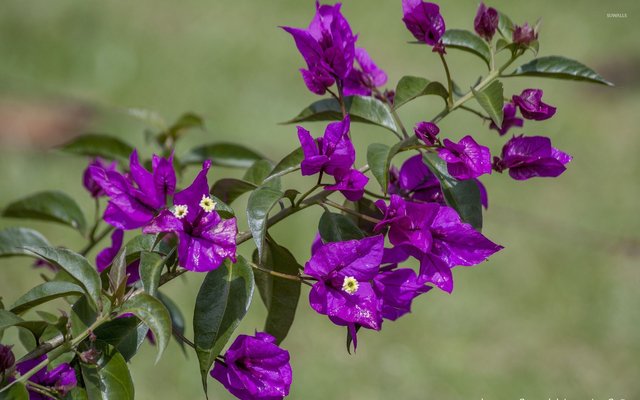 purple-bougainvillea-33135-1920x1200.jpg