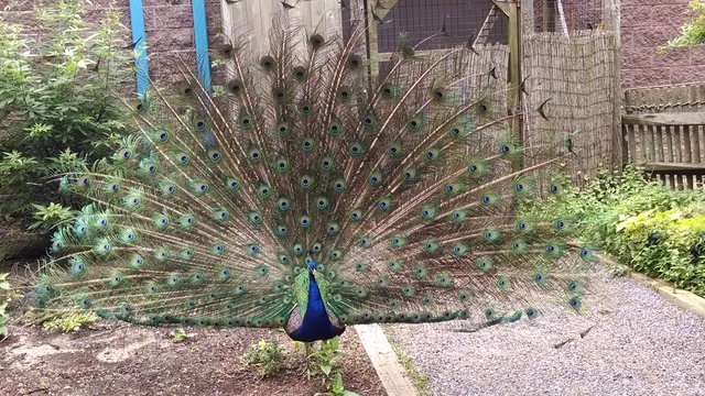 peacock.jpg