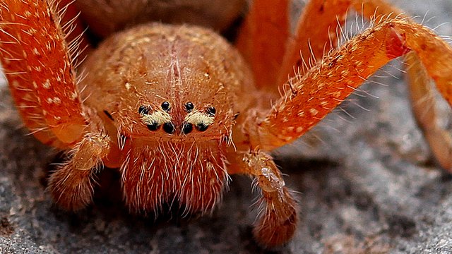 Sparassidae-Neosparassus-diana 2.jpg