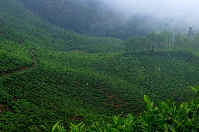 munnar-mistytea-1024x680.jpg