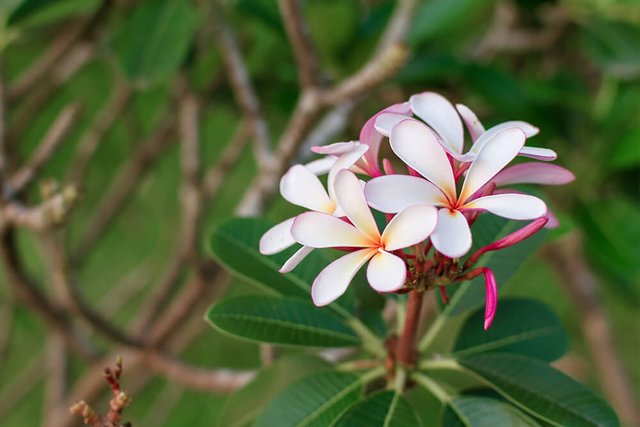 Flamboyant Frangipani Steemit