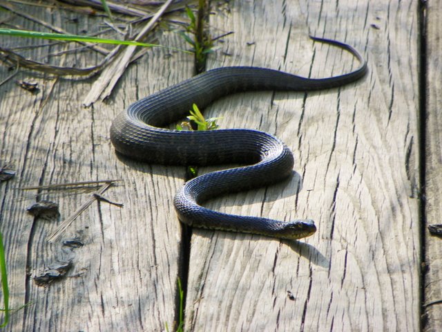 WATER SNAKE POKAGON.jpg