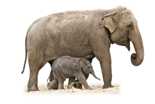 elephant-1049846_1920.png