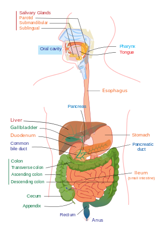 Digestive_system_diagram_edit.png