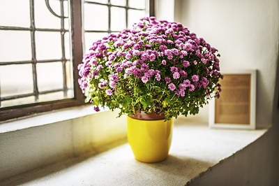 CHRYSANTHEMUM.jpg