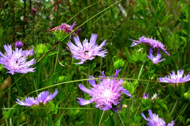 Purple Wildflower 7 8 2017 006.JPG