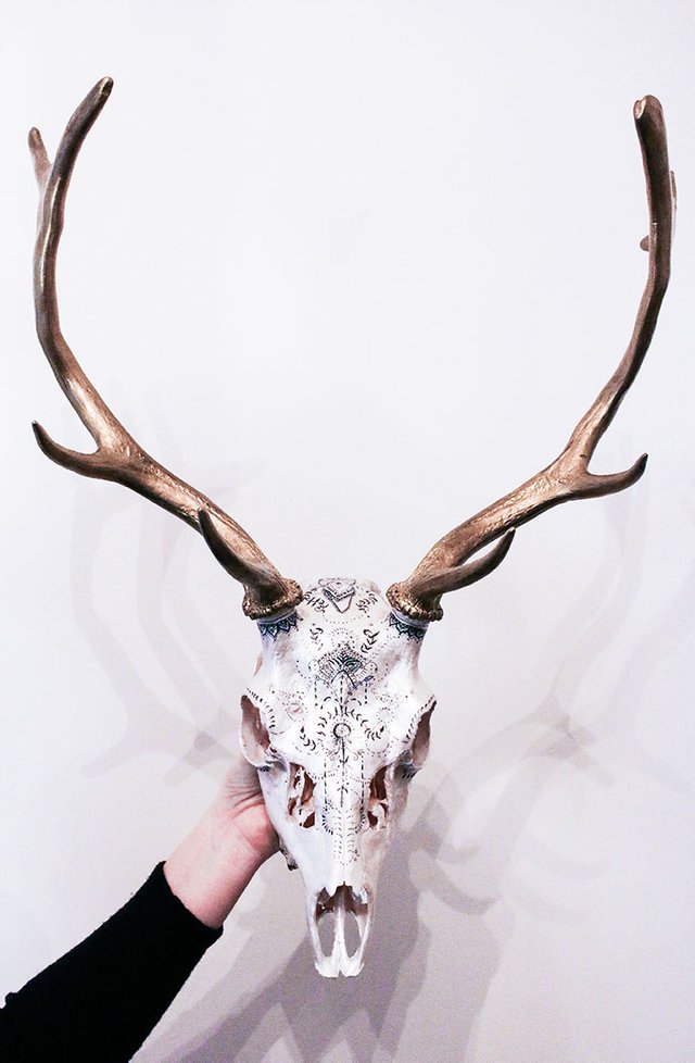 fallow deer skull .jpg