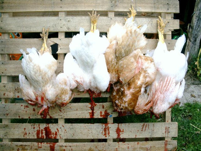 four-first-chicken-killing-3.jpg