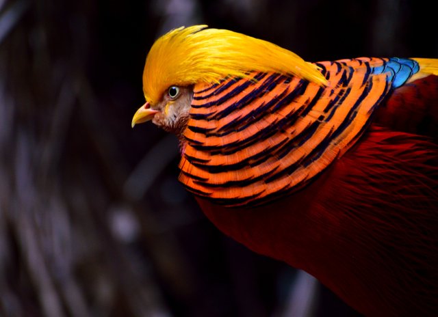 golden-pheasant-pheasant-bird-yellow-red-56885.jpeg