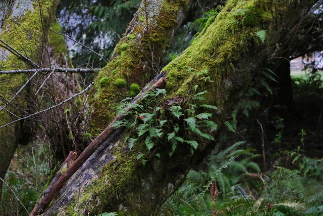 2E5A4962 tree fern.jpg