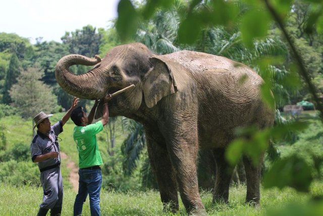 Gajah-Sumatera-696x464.jpg