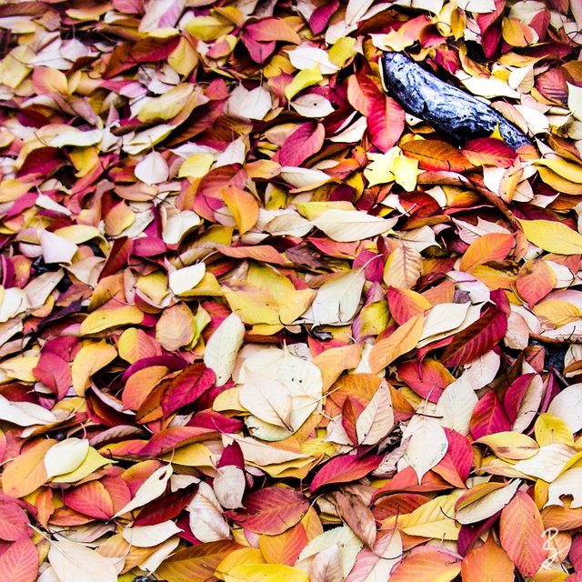 03_Autumn leafes.jpg
