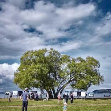 broccoli_tree_08.jpg