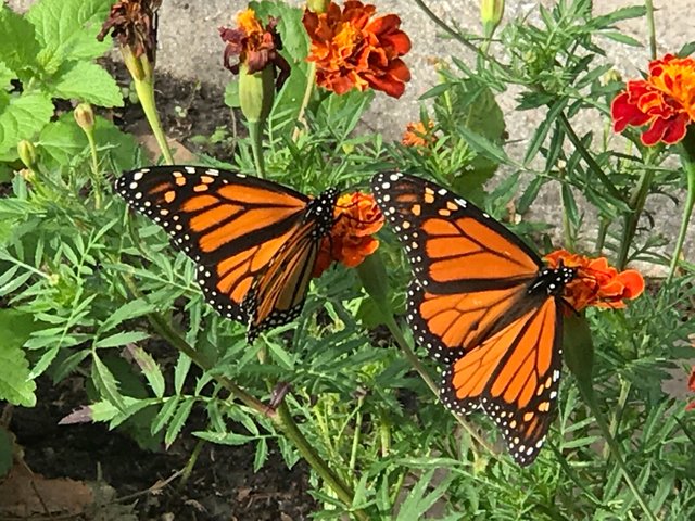 Two Butterflies in some marigold flowers Steemit_2018_IMG_4988.jpg