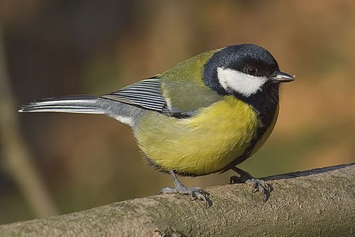 500px-Parus_major_male.jpg