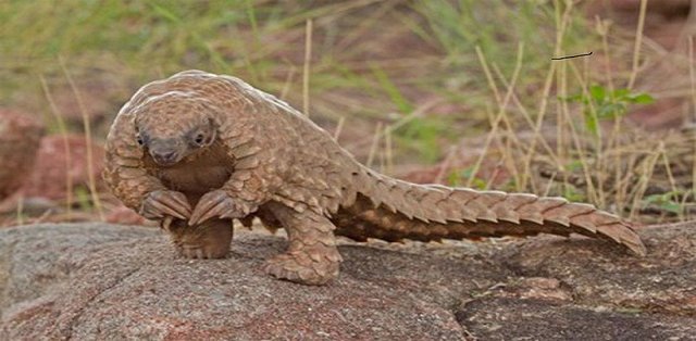 Pangolin 222.jpg