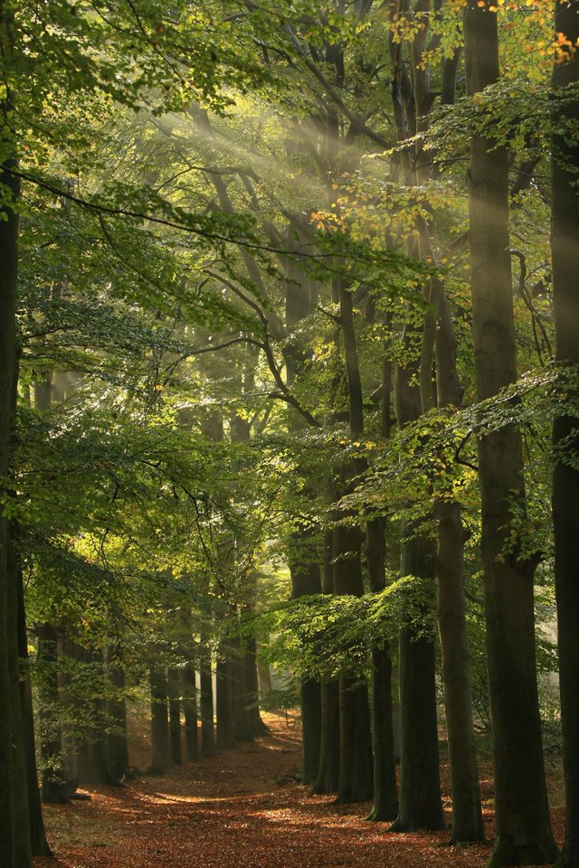 forest path.JPG