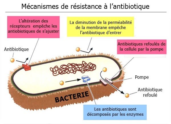 resistance_antibiotique-unvi-liege-zoom.jpg