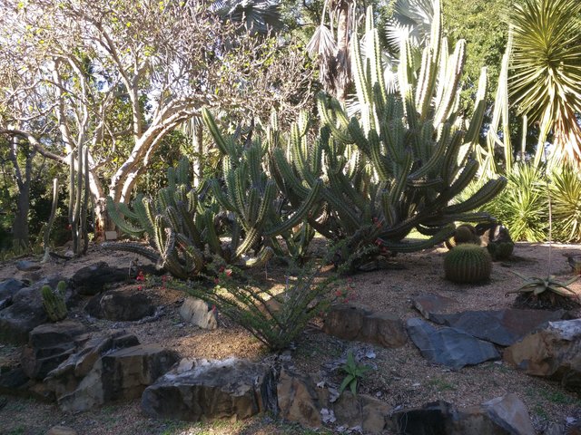 Tree Like Cacti