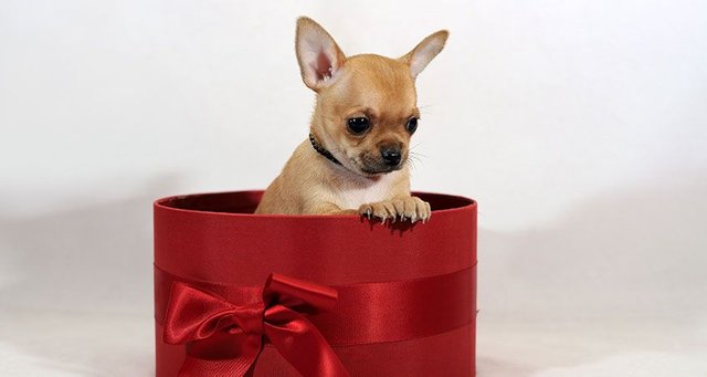 Is-it-okay-to-give-a-dog-as-a-gift.jpg