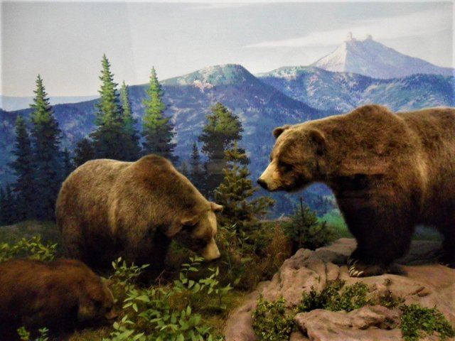 grizzly bear.jpg