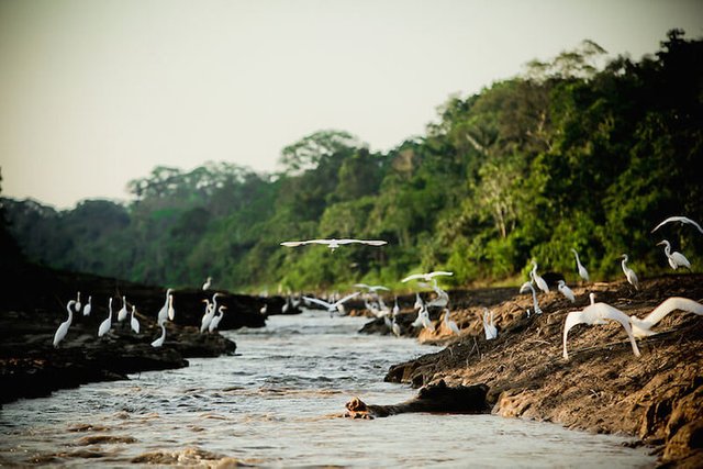 Amazon+river+ends+in+the+Atlantic+Ocean.jpg