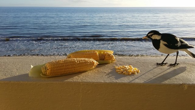 3-corn-seafront.jpg