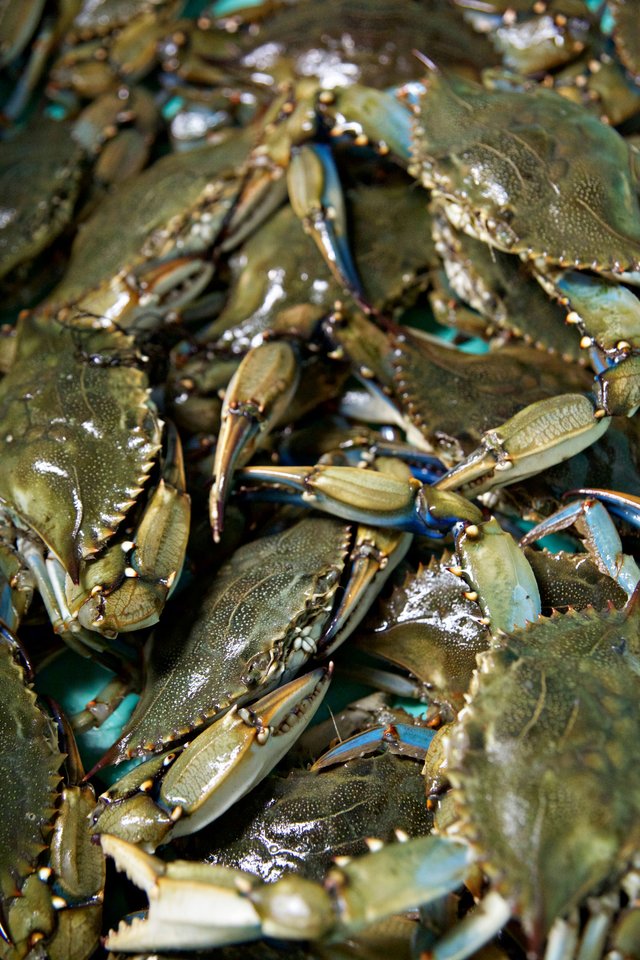 Male Crabs 5.jpg