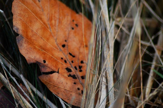 107232971781 - winter colours of dead brown leaves oak and_2.jpg