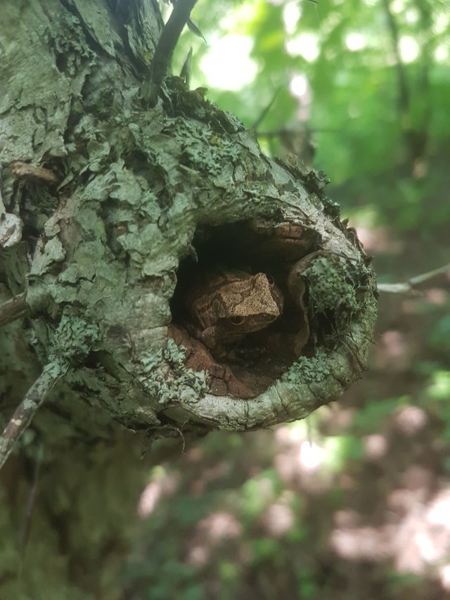 Frog in a tree Meaford.jpg