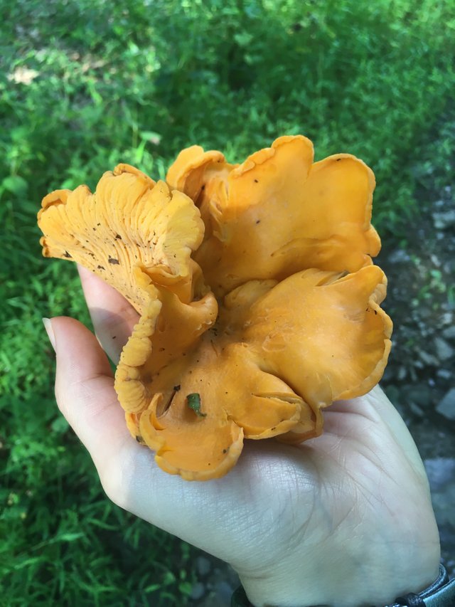 chanterelles4.jpg