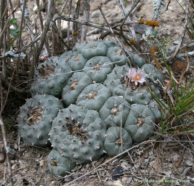 Lophophora-williamsii-plancha-LMR-2012.jpg