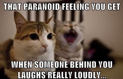 funny-laughing-cat-memes.jpg