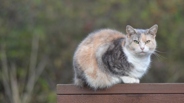 cat-on-railing.jpg