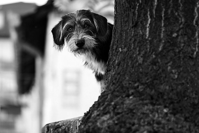 Curious Dog - IMG_3787-acr-ps-steem-bw.jpg