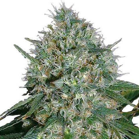 white-rhino-seeds-fem_large.jpg