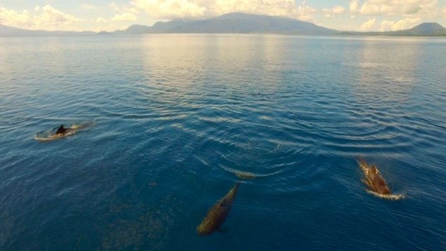 pilot whales.jpg