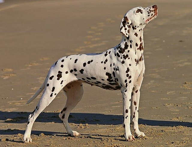 dalmatian-568649_1280.jpg