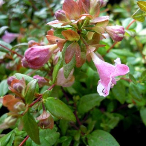 ABELIA-PETIT-GARDEN1.jpg