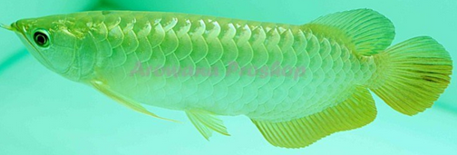 1. arwana golden pino.png