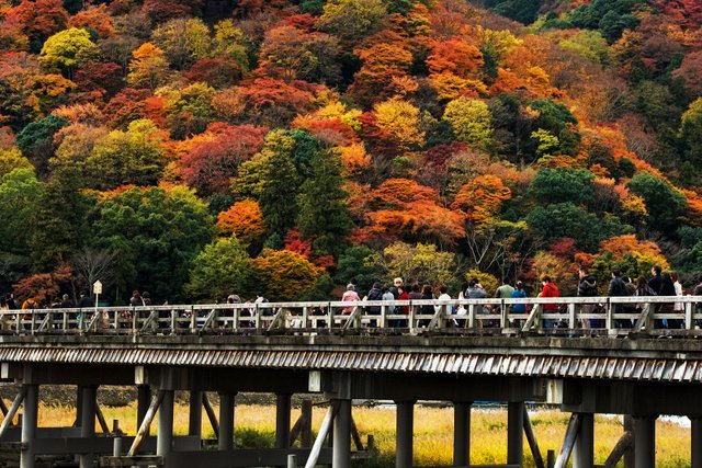 momiji-bridge.jpg