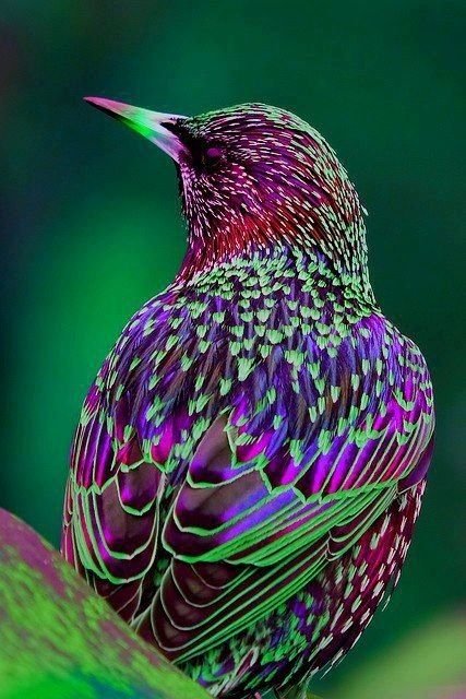 43116934d0e330915157f701d368fd99--pretty-birds-beautiful-birds.jpg