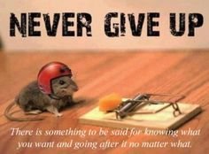 e99d4299729bcc262e509c9a33ce3db8--never-give-up-dont-give-up.jpg