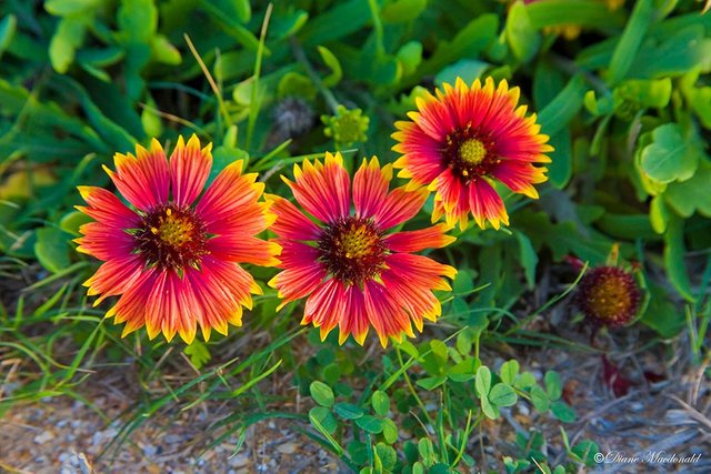 Indian blankets.jpg