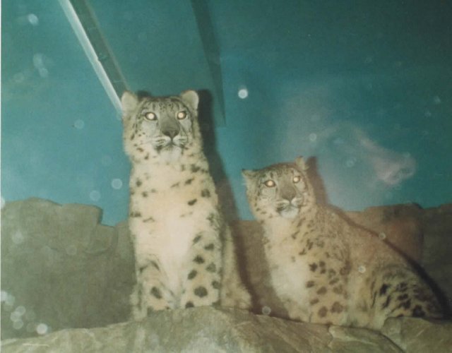 CinZoo1 001.jpg