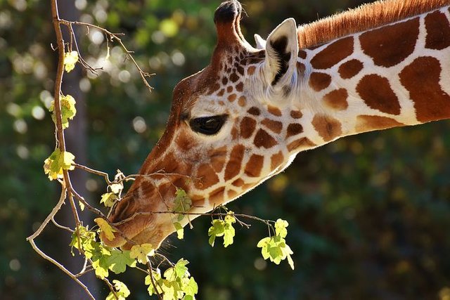 giraffe-2871412__480.jpg